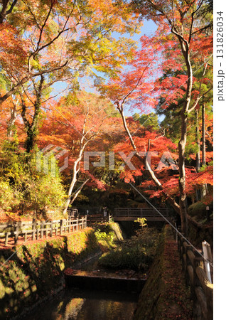 根来寺(モミジ谷公園)    【和歌山県岩出市】 131826034