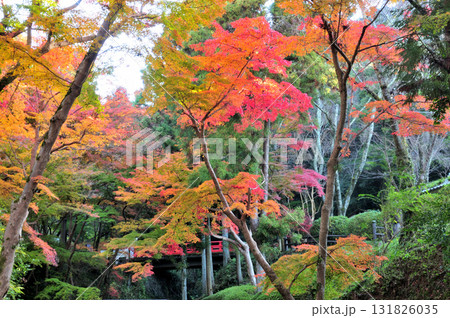根来寺(モミジ谷公園)    【和歌山県岩出市】 131826035
