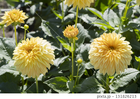 ダリアの花 ダリアの花 131826213