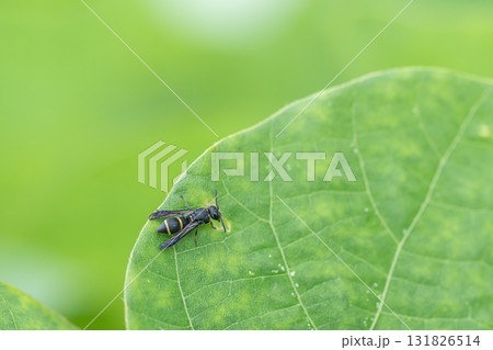 カタグロチビドロバチ 131826514