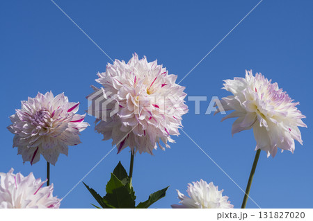ダリアの花 ダリアの花 131827020