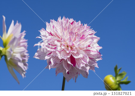 ダリアの花 131827021