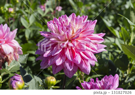 ダリアの花 ダリアの花 131827026