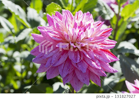 ダリアの花 131827027