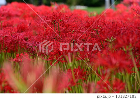 曼珠沙華 131827185