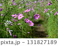 コスモス 131827189
