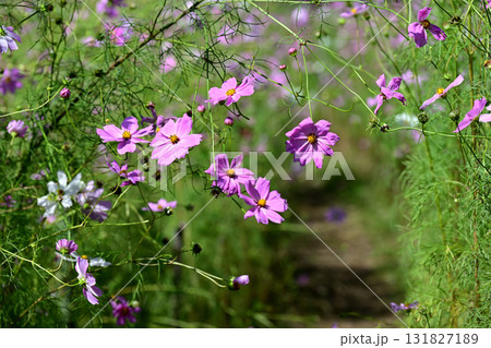 コスモス 131827189