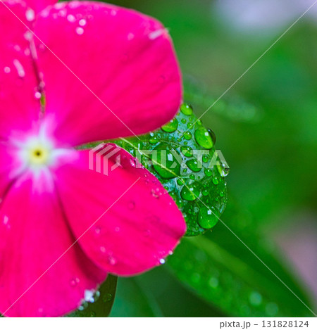 家庭菜園 家庭菜園 131828124