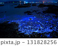 青く光るウミホタル 131828256