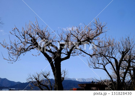 青空の白梅と山並み　【相模原市津久井　3月】 131828430