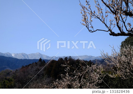 丹沢の山々と白梅 【相模原市津久井 3月】 丹沢の山々と白梅 【相模原市津久井 3月】 131828436