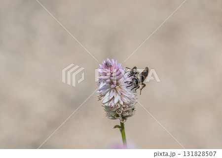 ノゲイトウの蜜を吸うコモンツチバチ 131828507