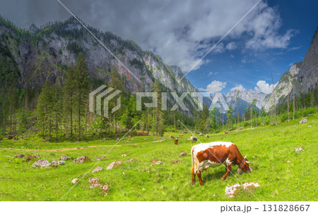 Alpine meadow with cows and rustic houses in Berchtesgaden National Park Alpine meadow with cows and rustic houses in Berchtesgaden National Park 131828667