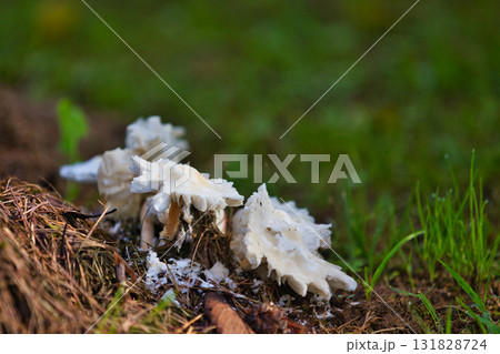 一乗谷朝倉氏遺跡の秋 131828724