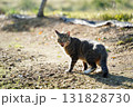 Alert Tabby Cat in Sunny Outdoor Setting 131828730