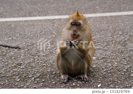 Monkey foraging for food on a quiet road in a natural setting during the daytime 131828769