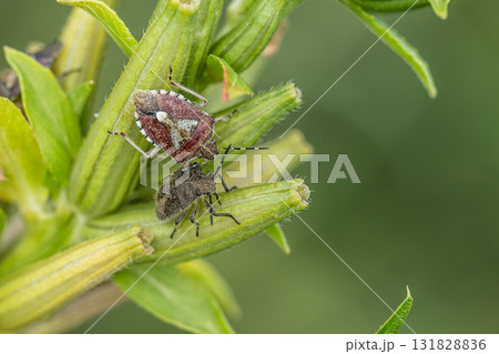 ブチヒゲカメムシ 成虫と幼虫 ブチヒゲカメムシ 成虫と幼虫 131828836