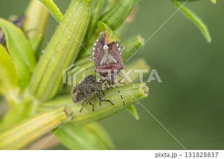 ブチヒゲカメムシ 成虫と幼虫 ブチヒゲカメムシ 成虫と幼虫 131828837