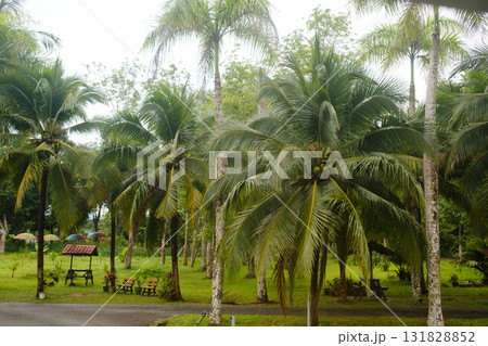 Lush green palm trees surround a tranquil outdoor space with seating and colorful umbrellas at a tropical location on a cloudy day Lush green palm trees surround a tranquil outdoor space with seating and colorful umbrellas at a tropical location on a cloudy day 131828852