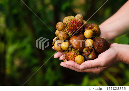 Colorful assortment of tropical fruits held in hands at a garden during daylight in a lush, green environment 131828856