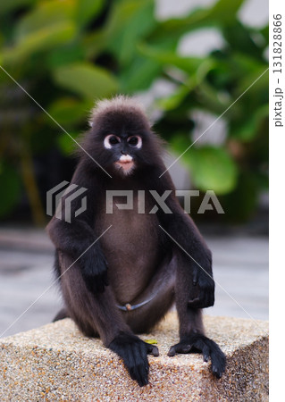 During the day, a cute bespectacled monkey sits on a rock surrounded by green plants in a peaceful outdoor environment. During the day, a cute bespectacled monkey sits on a rock surrounded by green plants in a peaceful outdoor environment. 131828866