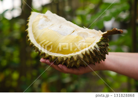Freshly opened durian fruit held in hand, showcasing its unique yellow flesh in a lush, tropical garden setting Freshly opened durian fruit held in hand, showcasing its unique yellow flesh in a lush, tropical garden setting 131828868