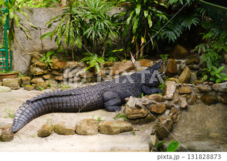 Large crocodile resting on stones in a tropical garden surrounded by lush green plants and natural sunlight Large crocodile resting on stones in a tropical garden surrounded by lush green plants and natural sunlight 131828873