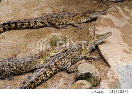 Crocodiles sunbathing on a rocky surface in a nature reserve during the warm afternoon hours Crocodiles sunbathing on a rocky surface in a nature reserve during the warm afternoon hours 131828875