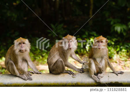 Three monkeys sit on a pipe in a lush green environment, showcasing their human-like expressions while interacting in nature during daytime 131828881