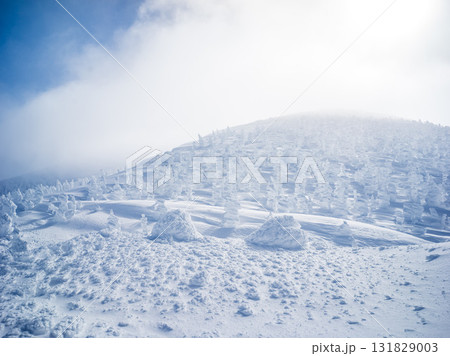 雪に覆われた樹氷 131829003