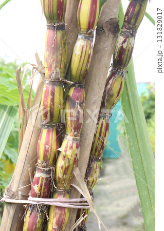 Rainbow Sugarcane farm on field 131829017