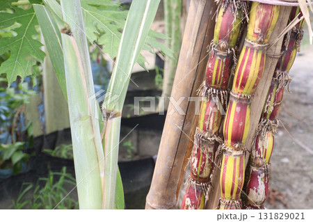 Rainbow Sugarcane farm on field Rainbow Sugarcane farm on field 131829021