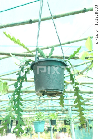 Selenicereus anthonyanus leaf plant on pot 131829033