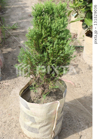 Sawara cypress tree on farm 131829036