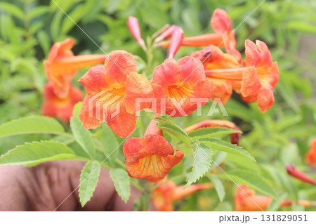 Trumpet vine flower plant on nursery 131829051