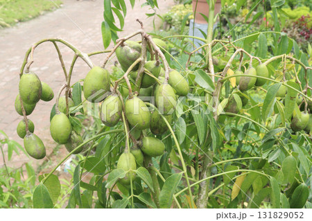 Spondias mombin on tree in nursery Spondias mombin on tree in nursery 131829052