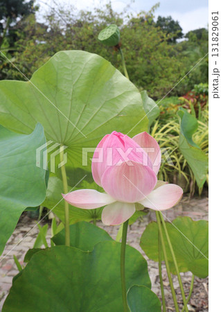 Nelumbo nucifera also called yellow lotus flower on pot Nelumbo nucifera also called yellow lotus flower on pot 131829061