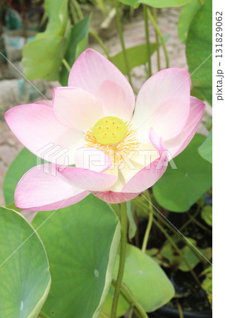 Nelumbo nucifera also called yellow lotus flower on pot Nelumbo nucifera also called yellow lotus flower on pot 131829062