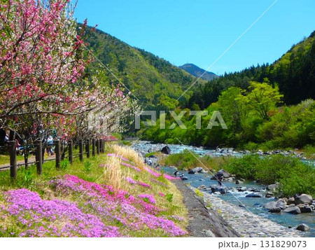 飛騨小坂川の春景｜桜・清流・釣り人の風景 131829073