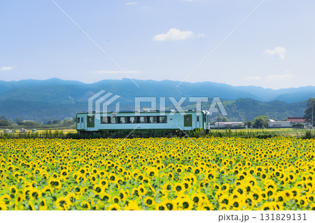 気仙沼線ヒマワリ畑を行く気動車 131829131