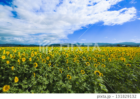 気仙沼線ヒマワリ畑を行く気動車 気仙沼線ヒマワリ畑を行く気動車 131829132
