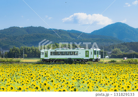 気仙沼線ヒマワリ畑を行く気動車 131829133