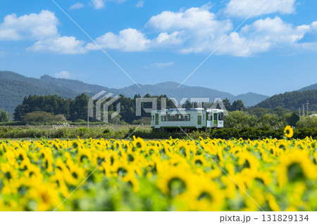 気仙沼線ヒマワリ畑を行く気動車 131829134