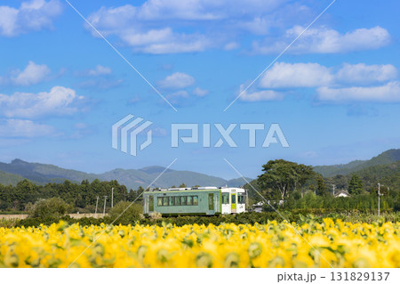 気仙沼線ヒマワリ畑を行く気動車 気仙沼線ヒマワリ畑を行く気動車 131829137