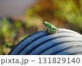 Small Green Tree Frog Perched on Dark Corrugated Pipe 131829140