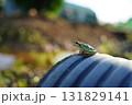Small Green Tree Frog Perched on Dark Corrugated Pipe 131829141