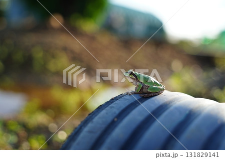 Small Green Tree Frog Perched on Dark Corrugated Pipe 131829141