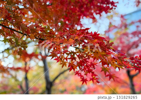 紅葉の枝先 紅葉の枝先 131829265