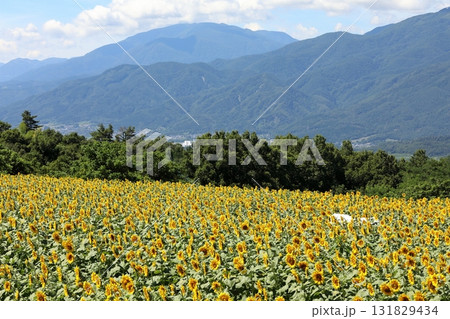 山梨県 北杜市 ひまわり畑 131829434