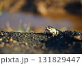 Small Green Frog Resting on Soil 131829447